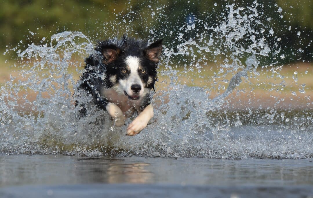 Hondenpenning-waterbestendigd