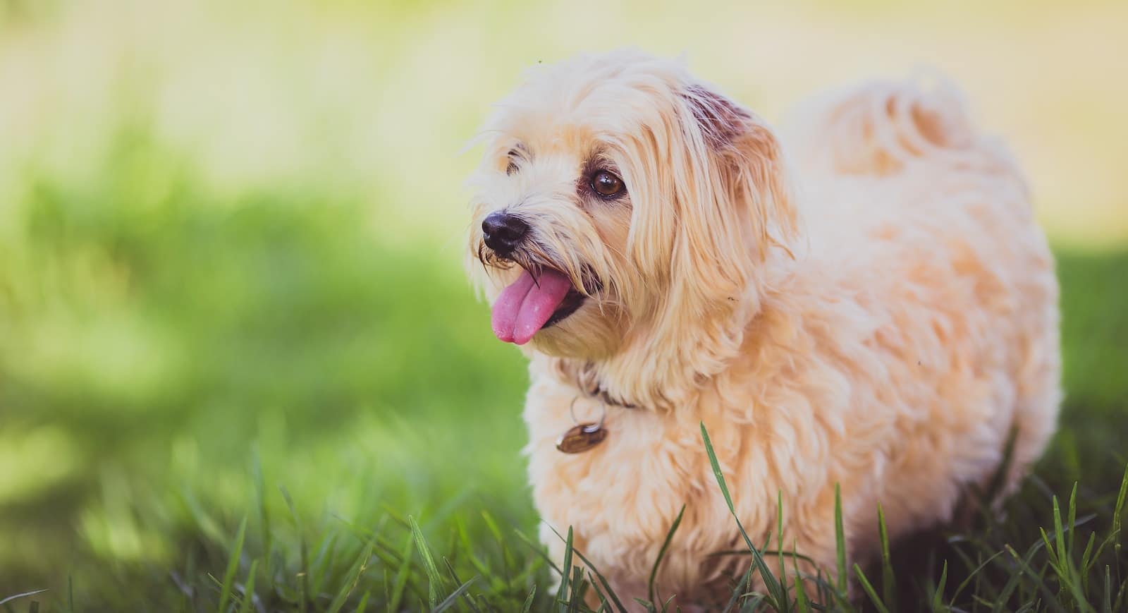 shallow focus photo fshort-coated beige dog